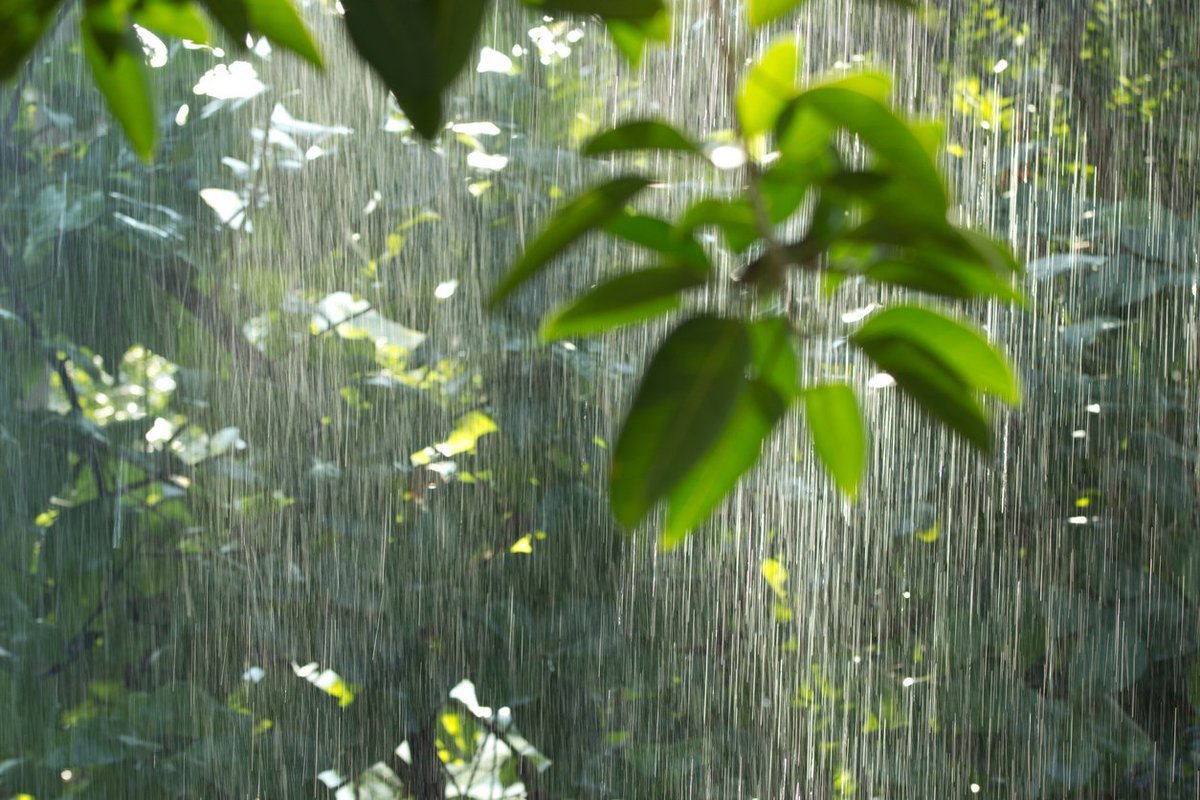 Слушать звук природы дождь. Ливневый тропический дождь. Дождь в тропическом лесу. Тропический ливень. Тропический лес после дождя.